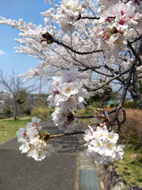 Miyoshigaoka No. 2 park (Sakura Park)