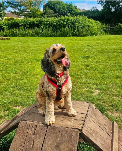 Paws In The Park Chichester