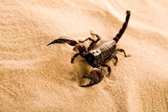 Scorpion Beach