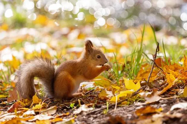 La Forêt des Écureuils