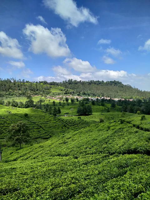 Kebun teh RANCABALI