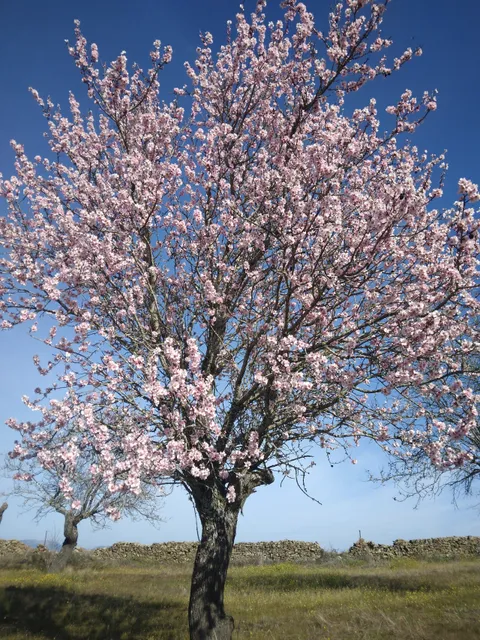 Almendro en Flor
