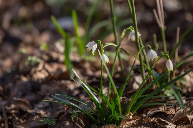Botanical Garden, Soroksár