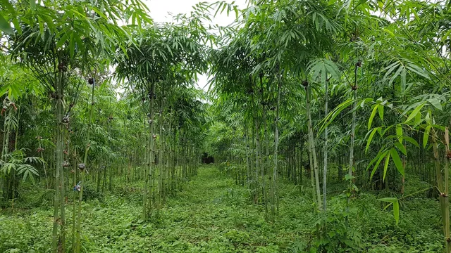 สวนไผ่พันธุ์นิยม Panniyom Bamboo Garden
