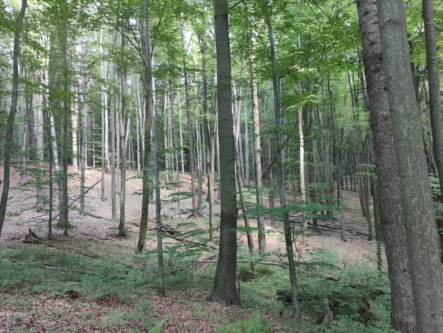 Rezerwat przyrody Wielki Las