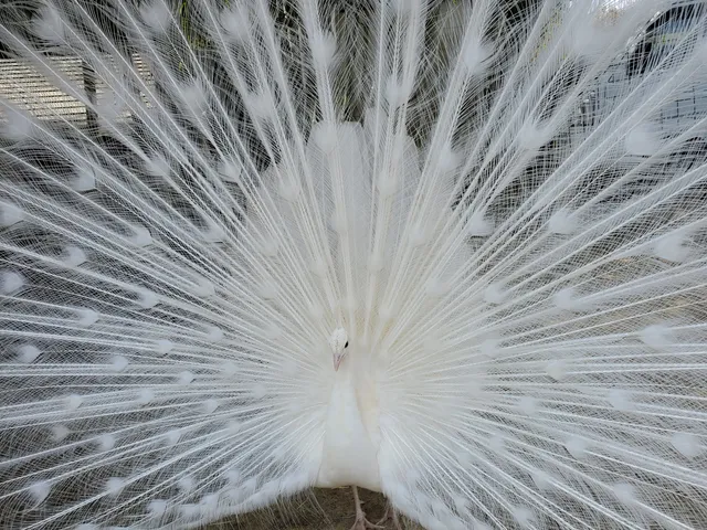 Shibukawadobutsu Park