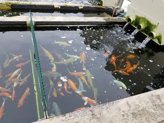 USA Koi