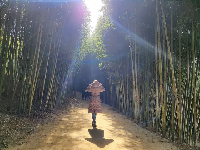Juknokwon (Bamboo Forest)