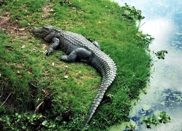 Gators and Friends