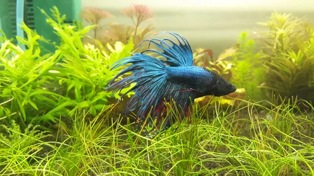 Acuario Tropinside • Metronorte