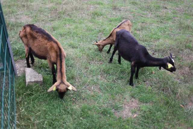 Ferme animalière du Parc Maugrand