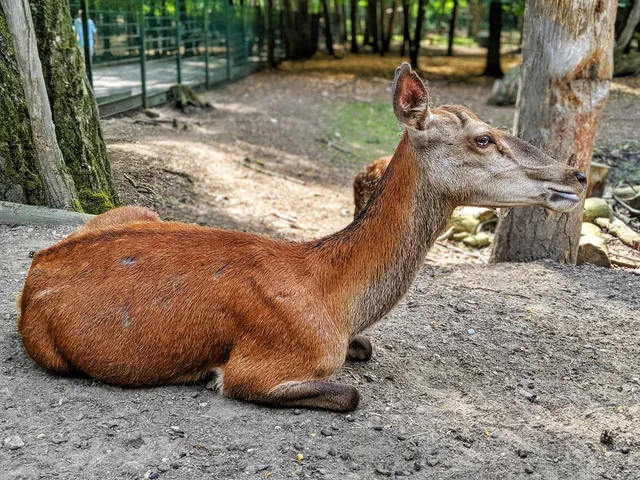 Gonsenheimer Wild Park