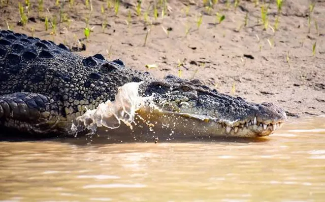 Bhitarkanika National Park