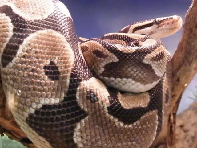 Dallas Zoo