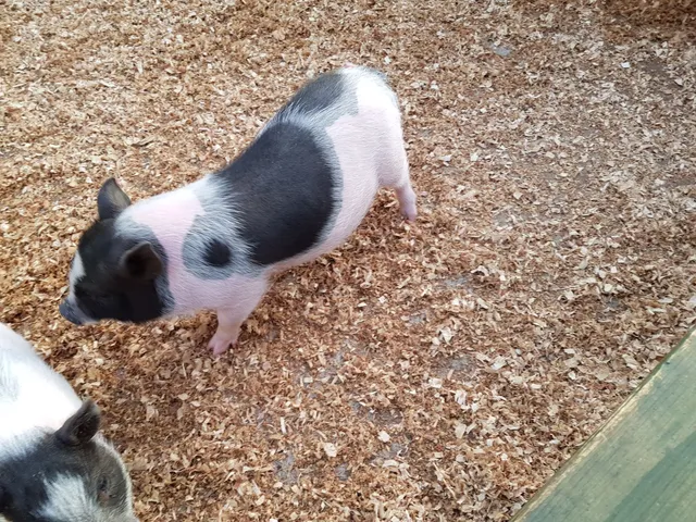 Daegwanryung baby animal farm