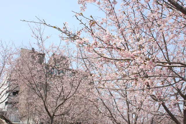 かみごおりさくら園