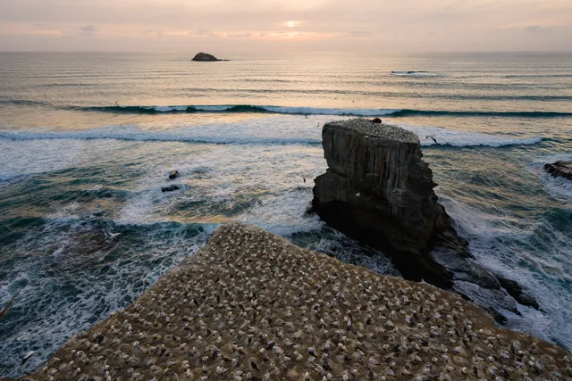Muriwai Gannet Colony