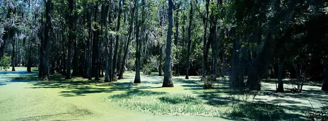 Audubon Swamp Garden