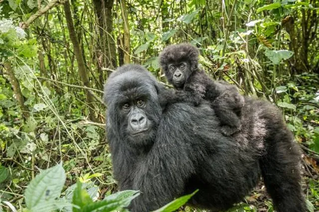 Virunga National Park