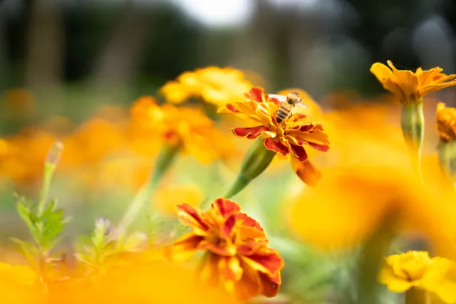 池上鄉農會大地劇場-花卉畫布
