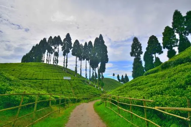 Thurbo Tea Estate Factory
