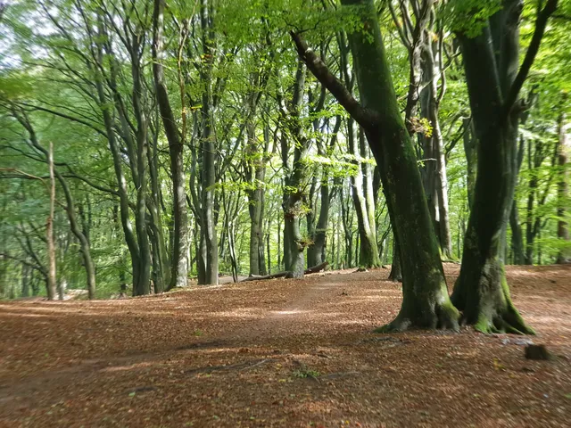 Boswachterij Speulderbos