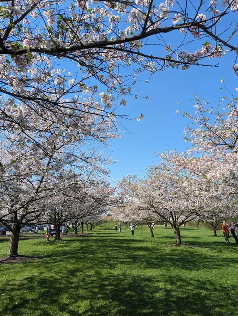 Brookside Reservation Bear Parking Lot