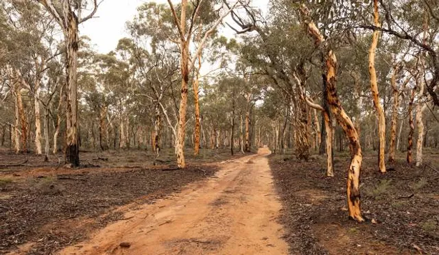 Dryandra Woodland