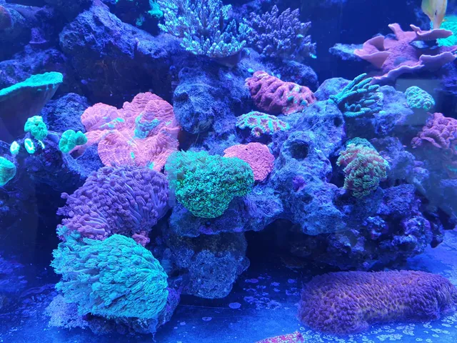 Williamstown Aquarium