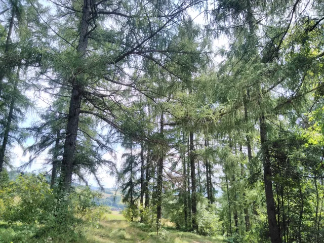 Rezerwat przyrody Modrzewie