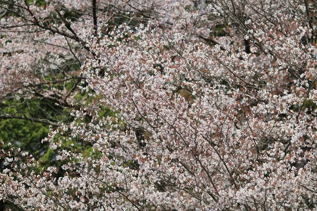 Hō Park