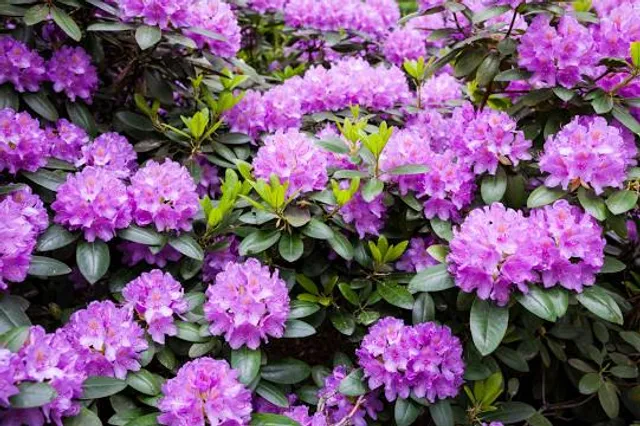 Brueckner Rhododendron Gardens