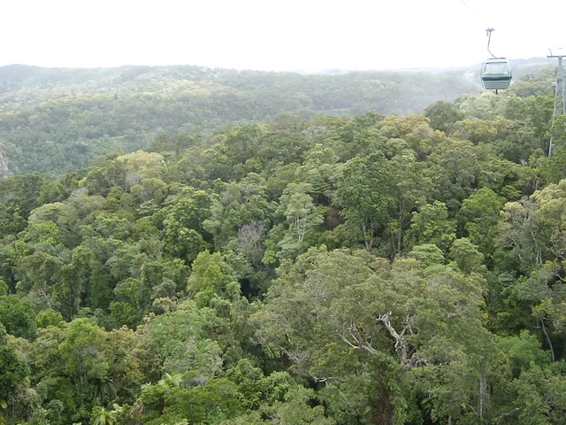 Kuranda State Forest