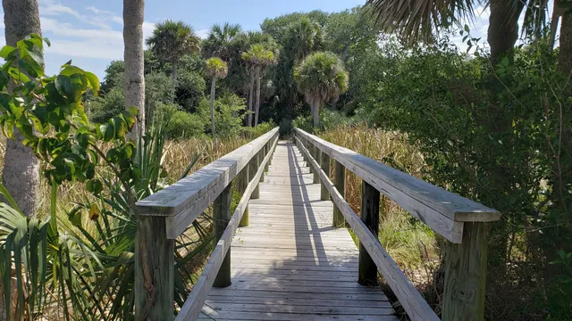 Maritime Hammock Preserve