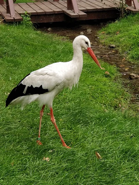 Margaret Island Mini Zoo