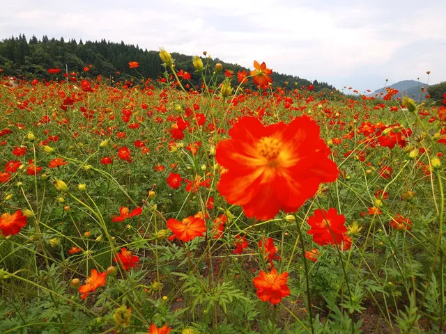 Machiba district Park