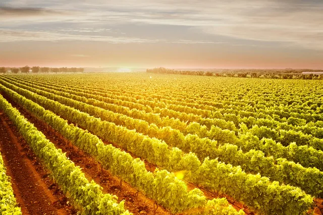 Cantina Vecchia Torre