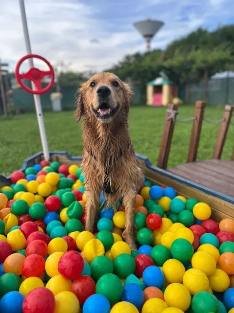 Iagolandia Parco Giochi a tema Per Cani