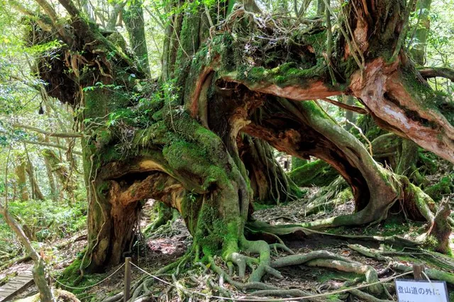 Maosing Reminiscent Trail