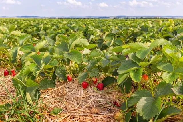 Strawberry Field