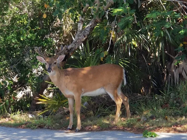 National Key Deer Refuge Nature Center
