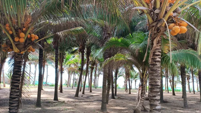 Resort Suối Hồng