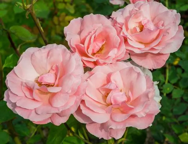 Botanische tuin Domies Toen