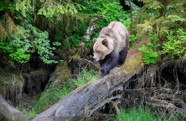 Great Bear Rainforest
