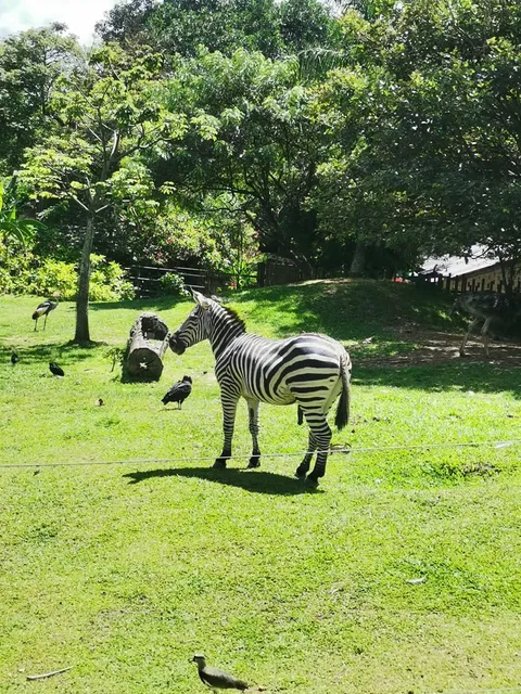 Conservation park zoo