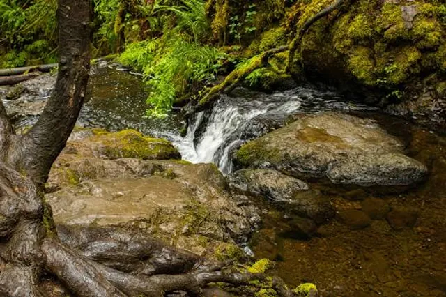 Dickerson Creek waterfall