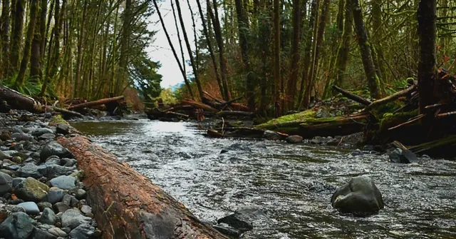 Ayum Creek Regional Park Reserve