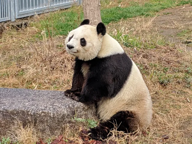 Pandas