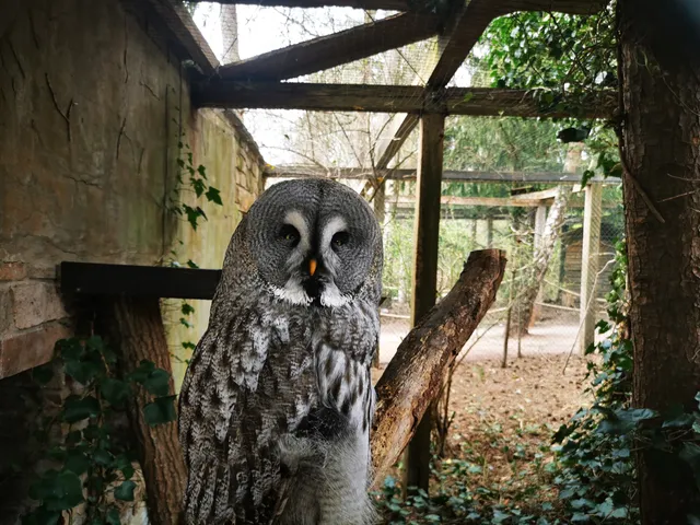 Owl Castle "Uhu-Burg"