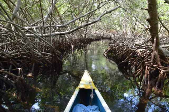 Túnel de Manglar